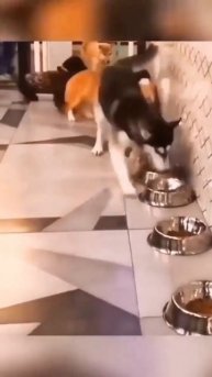 Сучья натура