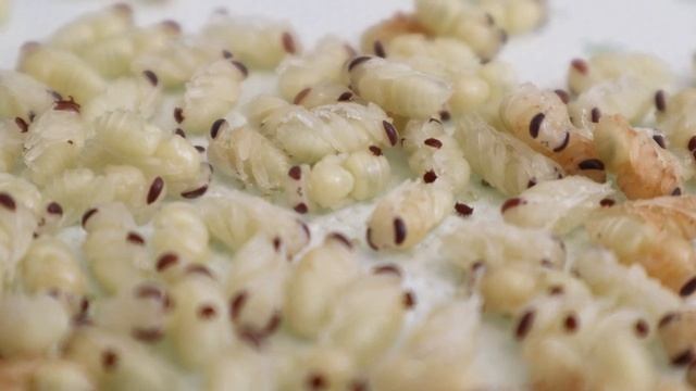 Как узнать, что клещ Варроа устойчив к амитразу и флувалинату?