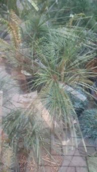 ❤🌲Сцеадоптис Мутовчатый Университет Дьюка
✔Продажа растений в телеграм канале:
https://t.me/love_is_