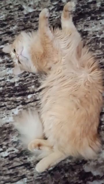 #Sonya 😺#relax 💕