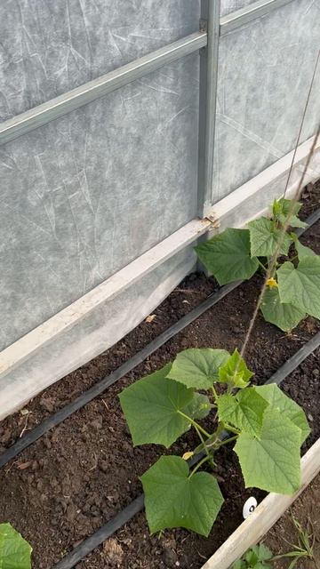 Трос для огурцов