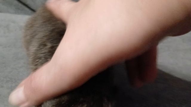 американский тедди кремовый агути