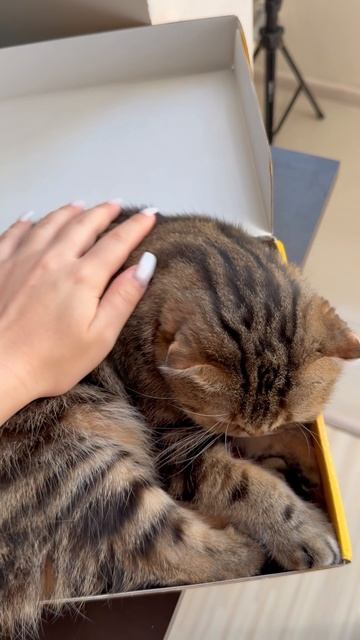 Милая шотландская вислоухая кошечка сладко спит в коробке 🐱