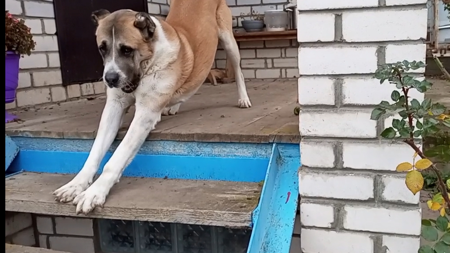 Залили фундамент под теплицу. Собираем рядовку зелёную.