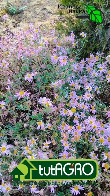 Никогда не выбрасывание хризантемы в компост или на кучу!