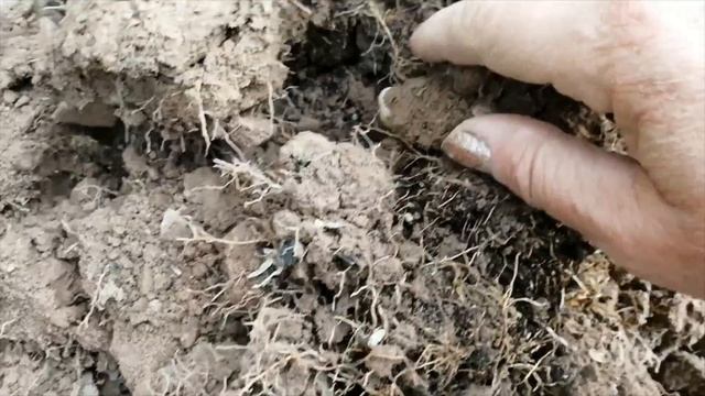 Выкапываю арахис. Смотрим результат