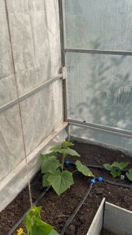 Про мои огурцы