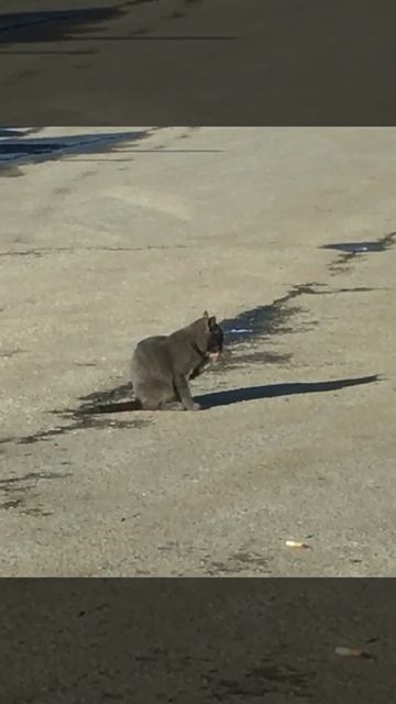 Кот гостей намывает FullSizeRender