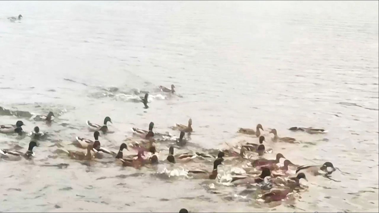 Фильм Жизнь Сбежавшей Утки (2025).