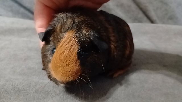 Морская свинка гладкошерстная золотой с золотым агути