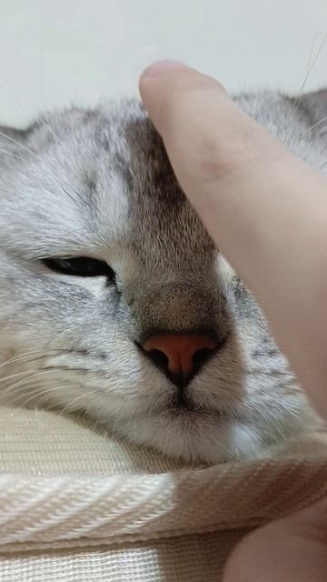 Барсёнок в деле