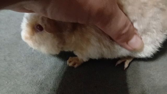 американский тедди лилово-кремовый с белым, р.г.