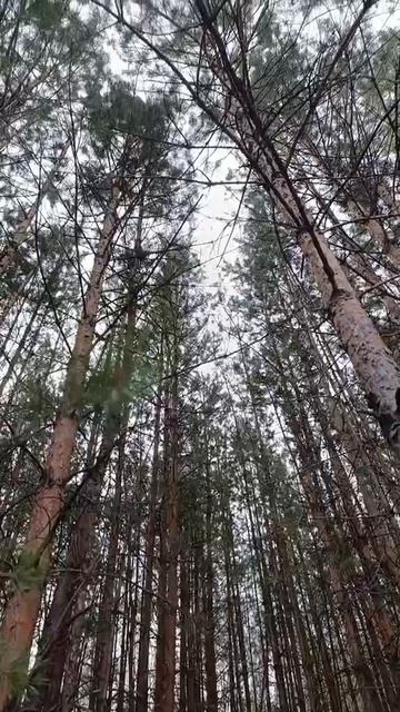 леса в Омской области