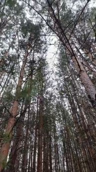 леса в Омской области