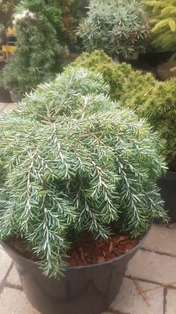 ❤🌲Тсуга Канадская Джедделох
✔Продажа растений в телеграм канале:
https://t.me/love_is_hvoiny_dvorik
