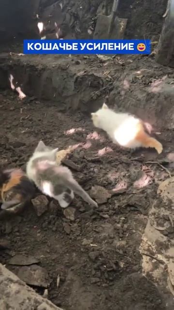 ПОПОЛНЕНИЕ ПРИБЫЛО!!!