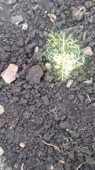 Сегодня 29 ноября у меня растет кинза и петрушка