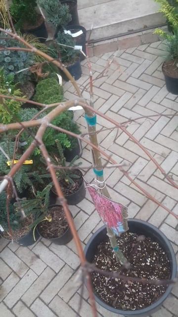 ❤🌲Клён япоский веерный диссектум гарнет на штамбе
✔Продажа растений в телеграм канале:
https://t.me/