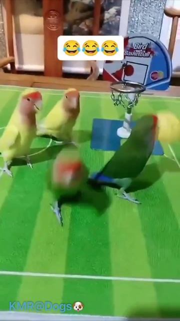 Собственная баскетбольная команда🏀😄