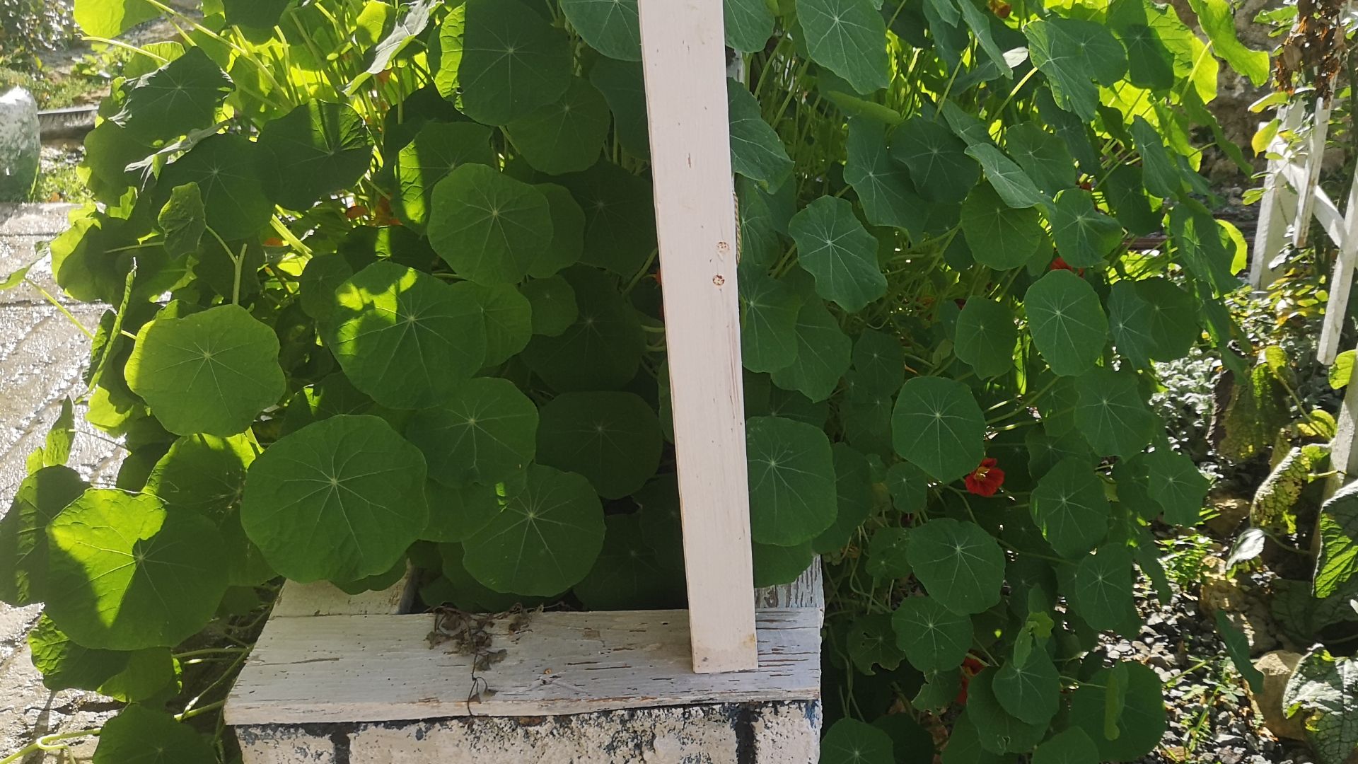 Настурция в ноябре