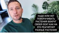 Нужно ли поворачивать растения вокруг своей оси относительно источника света