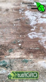 РАДУЙТЕСЬ, если увидели ТАКОЕ на своем участке.