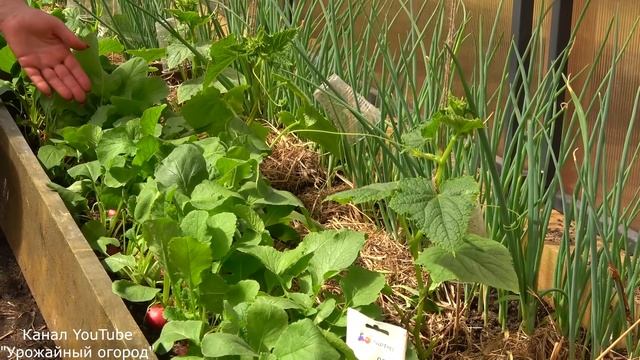 Как правильно выращивать крупный редис.