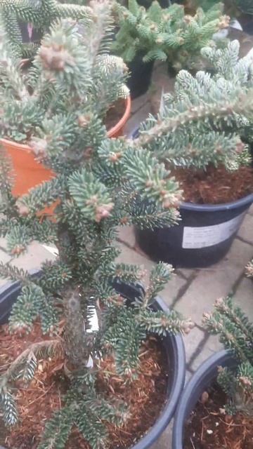 ❤🌲Пихта Фразера Роулз
✔Продажа растений в телеграм канале:
https://t.me/love_is_hvoiny_dvorik
🚛🪴Отп