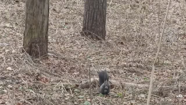 Белочка 27 ноября.mp4