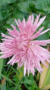 хризантема ЛИДИЯ