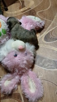 щенки тигрового и бежевого окраса