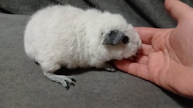 американский тедди белый калифорния с ч.п.