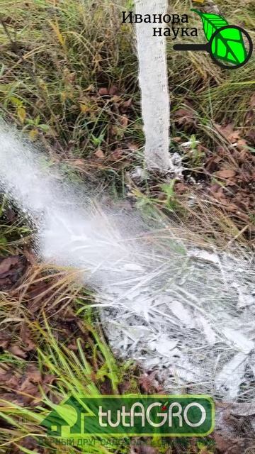 Слива мстит за кислоту 2025