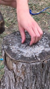 Гвоздик программы. Не бойся повторить!