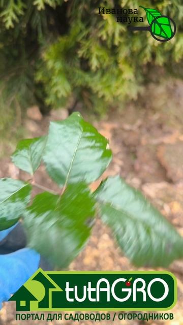 Ветки роз не выбрасываю - превращаю в шикарные кусты. Бесплатный метод.