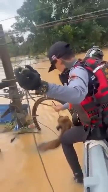 В Таиланде, где масштабные наводнения, спасатели стараются помогать не только людям, но и животным❤️