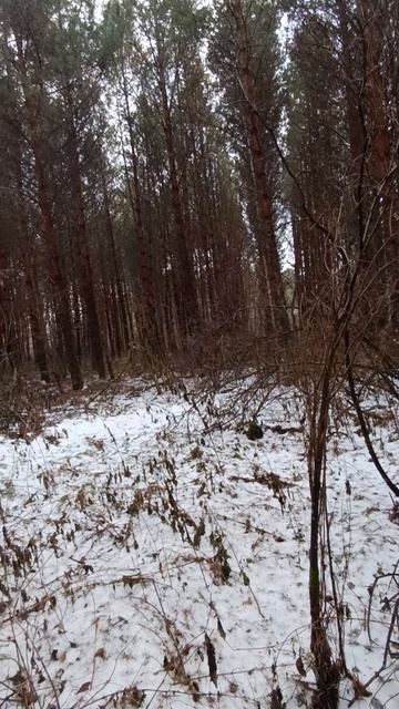 Деревья которые посадил Батя