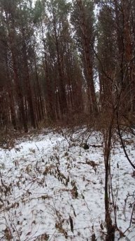 Деревья которые посадил Батя