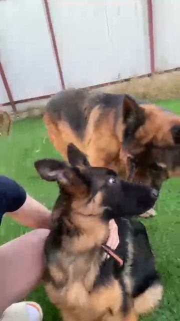 Баларис СОЛНЦЕ, 4.5 мес. Налаживаем общение со старшими.