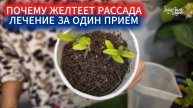 СПАСЕНИЕ ЖЕЛТОЙ РАССАДЫ. ДИАГНОСТИКА И ЛЕЧЕНИЕ ХЛОРОЗА УДОБРЕНИЕМ ЗА ОДИН ПРИЕМ