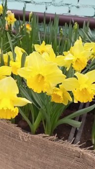 Выставка хризантем.