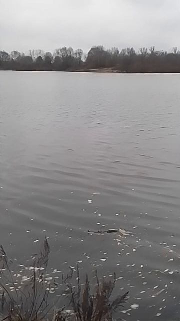 VID_20251129_120334.mp4