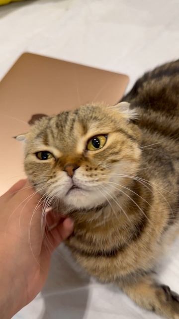 Милая шотландская вислоухая кошечка 🐱