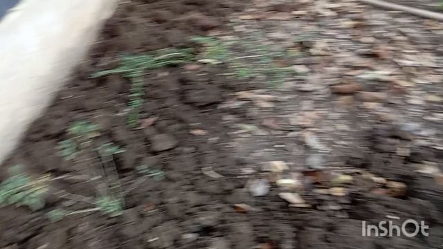 ✅Рассадила васильки,прикопала лаванду на укоренение.У нас тепло. 29.11.25