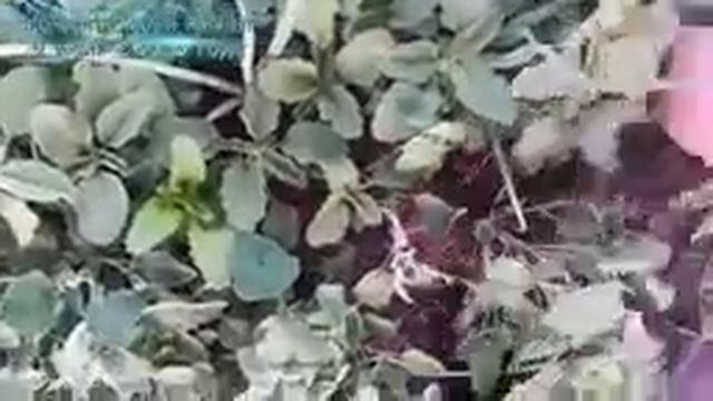 ✨9 июня 2025 года.Вечер.Вышла с вами поболтать.Я еще так никогда не обгорала.Заболела✨