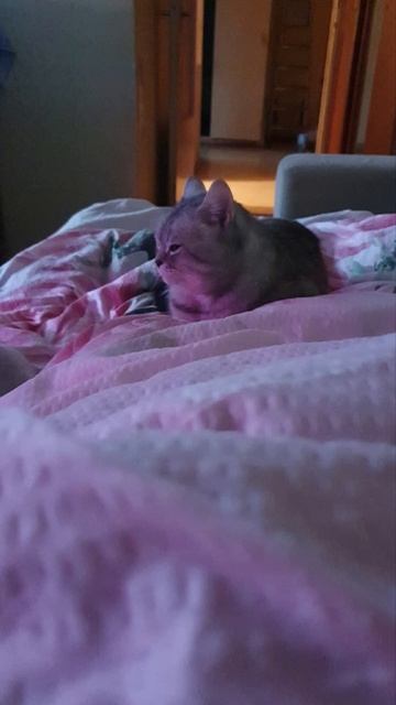 2024-2025 🌡🌬❄️🌨Праздничные дни,как это было!🌌🌠Светогорск!🪐