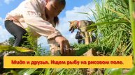 Muôn и друзья из Вьетнама. Ищем рыбу на рисовом поле.