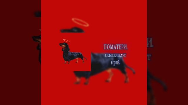 ПОМАТЕРИ | псы попадут в рай.