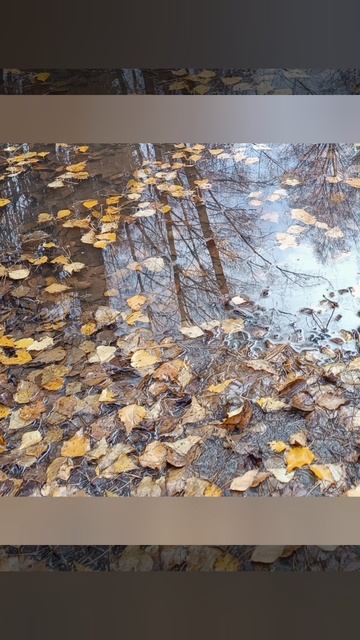 Полина Орынянская Ноябрь