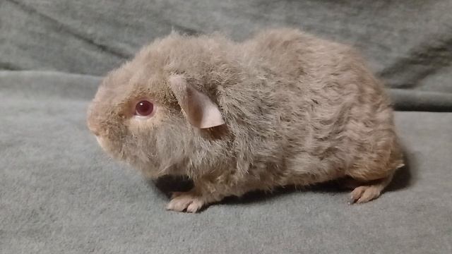 американский тедди лиловый люкс (возраст 3 недели) из питомника ZLATO VLASKA